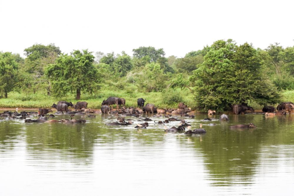 Safari au Sri Lanka : le parc de Uda Walawe